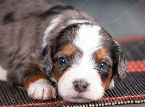 blue merle male mini bernedoodle near Chicago Illinois