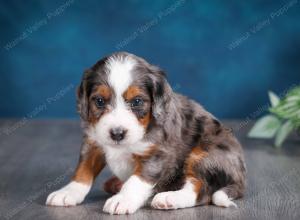 blue merle male mini bernedoodle near Chicago Illinois