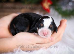 tri-colored mini bernedoodle near Chicago Illinois