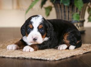 tri-colored mini bernedoodle near Chicago Illinois