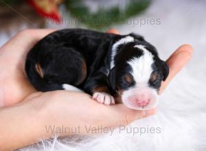 tri-colored mini bernedoodle near Chicago Illinois