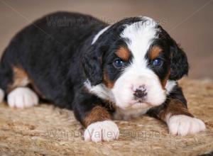 tri-colored mini bernedoodle near Chicago Illinois