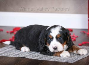 tri-colored mini bernedoodle near Chicago Illinois