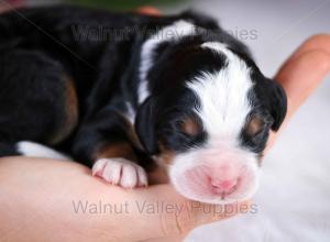 tri-colored mini bernedoodle near Chicago Illinois