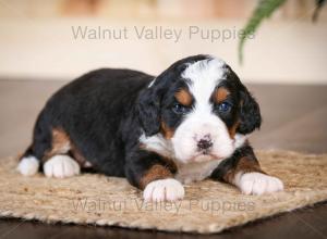 tri-colored mini bernedoodle near Chicago Illinois