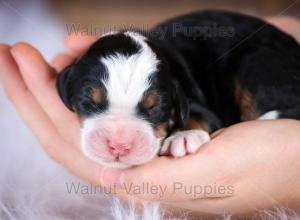 tri-colored mini bernedoodle near Chicago Illinois