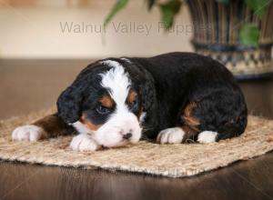 tri-colored mini bernedoodle near Chicago Illinois