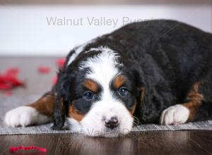 tri-colored mini bernedoodle near Chicago Illinois