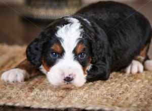 tri-colored mini bernedoodle near Chicago Illinois