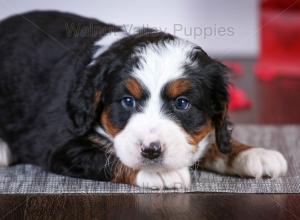 tri-colored mini bernedoodle near Chicago Illinois