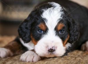 tri-colored mini bernedoodle near Chicago Illinois