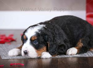 tri-colored mini bernedoodle near Chicago Illinois