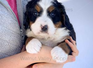 tri-colored mini bernedoodle near Chicago Illinois