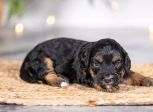 male tiny bernedoodle near St Louis Missourimale tiny bernedoodle near St Louis Missouri