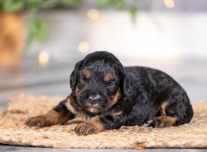 male tiny bernedoodle near St Louis Missouri