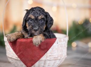 male tiny bernedoodle near St Louis Missouri