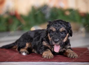 male tiny bernedoodle near St Louis Missouri