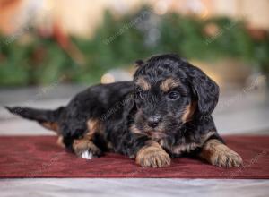 male tiny bernedoodle near St Louis Missouri