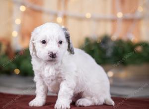 male tiny bernedoodle near Chicago Illinois 