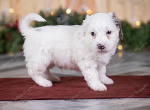 male tiny bernedoodle near Chicago Illinois 