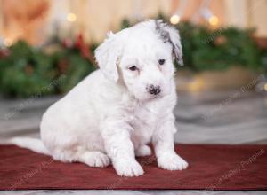 male tiny bernedoodle near Chicago Illinois 