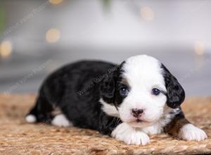 female tiny bernedoodle near St Louis Missouri