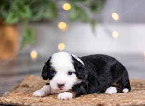 female tiny bernedoodle near St Louis Missouri