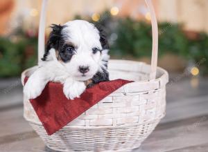 female tiny bernedoodle near St Louis Missouri