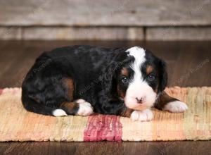 tri-colored female mini bernedoodle near Chicago Illinois