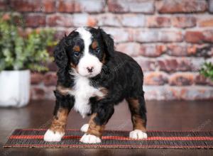 tri-colored female mini bernedoodle near Chicago Illinois