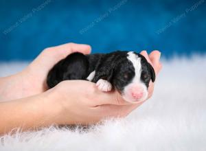 tri-colored female mini bernedoodle near Chicago Illinois