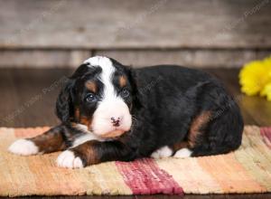 tri-colored female mini bernedoodle near Chicago Illinois