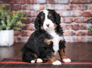 tri-colored female mini bernedoodle near Chicago Illinois