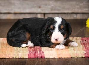 tri-colored female mini bernedoodle near Chicago Illinois