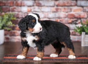 tri-colored female mini bernedoodle near Chicago Illinois