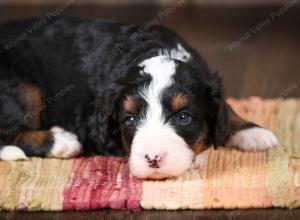 tri-colored female mini bernedoodle near Chicago Illinois