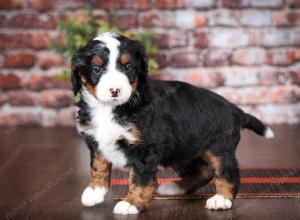 tri-colored female mini bernedoodle near Chicago Illinois