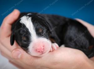 tri-colored female mini bernedoodle near Chicago Illinois