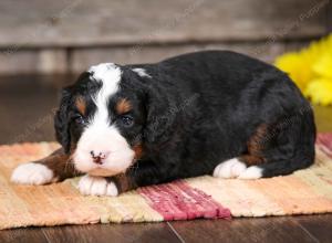 tri-colored female mini bernedoodle near Chicago Illinois