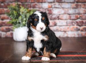 tri-colored female mini bernedoodle near Chicago Illinois