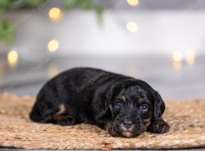 female tiny bernedoodle near St Louis Missouri