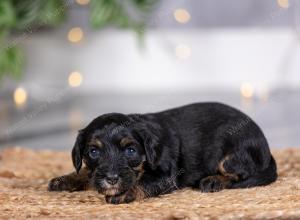 female tiny bernedoodle near St Louis Missouri