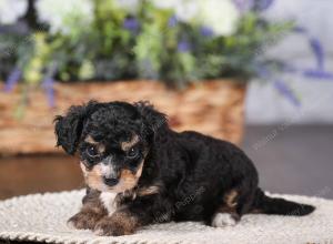 tri-colored mini bernedoodle near Chicago 