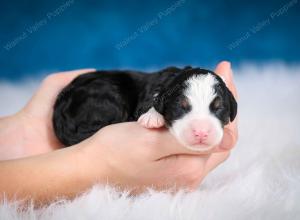 tri-colored male mini bernedoodle near Chicago Illinois