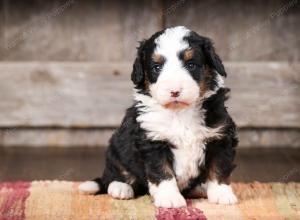 tri-colored male mini bernedoodle near Chicago Illinois