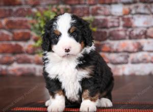 tri-colored male mini bernedoodle near Chicago Illinois