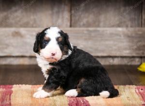 tri-colored male mini bernedoodle near Chicago Illinois