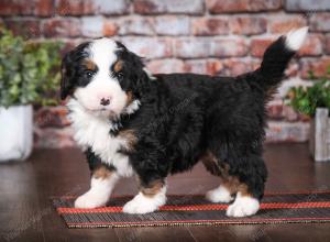 tri-colored male mini bernedoodle near Chicago Illinois