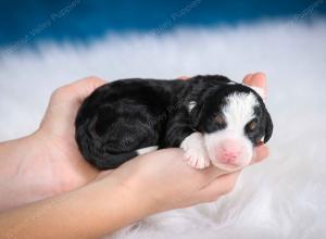 tri-colored male mini bernedoodle near Chicago Illinois