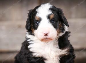 tri-colored male mini bernedoodle near Chicago Illinois